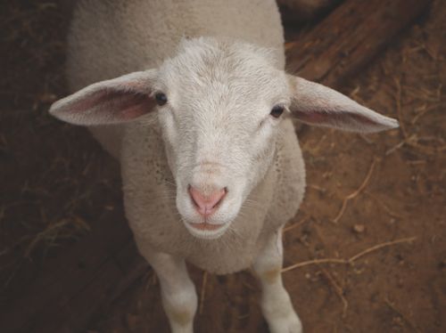 Free A cute lamb looks up with curiosity on a farm in South Africa. Perfect for animal lovers. Stock Photo