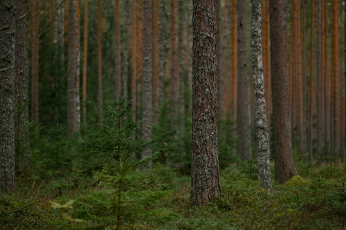 Free Peaceful boreal forest scene with tall pines and lush undergrowth, perfect for nature themes. Stock Photo