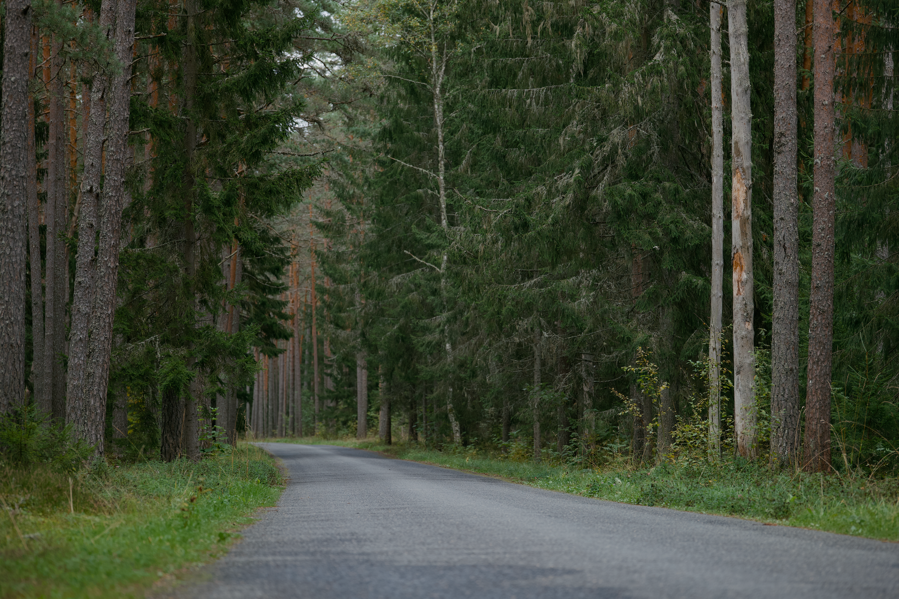 Estonia’s Wild Game Table: Where to Eat Bear and Wild Boar