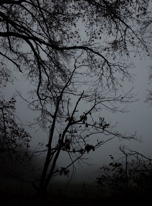 Free Eerie silhouette of barren trees against a foggy, moody sky, capturing the quiet of a twilight forest. Stock Photo