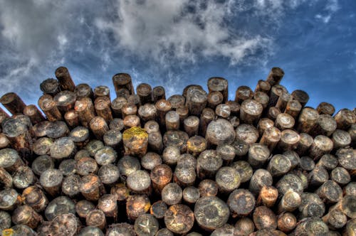 Ingyenes stockfotó erdészet, fa, fatörzsek témában Stockfotó