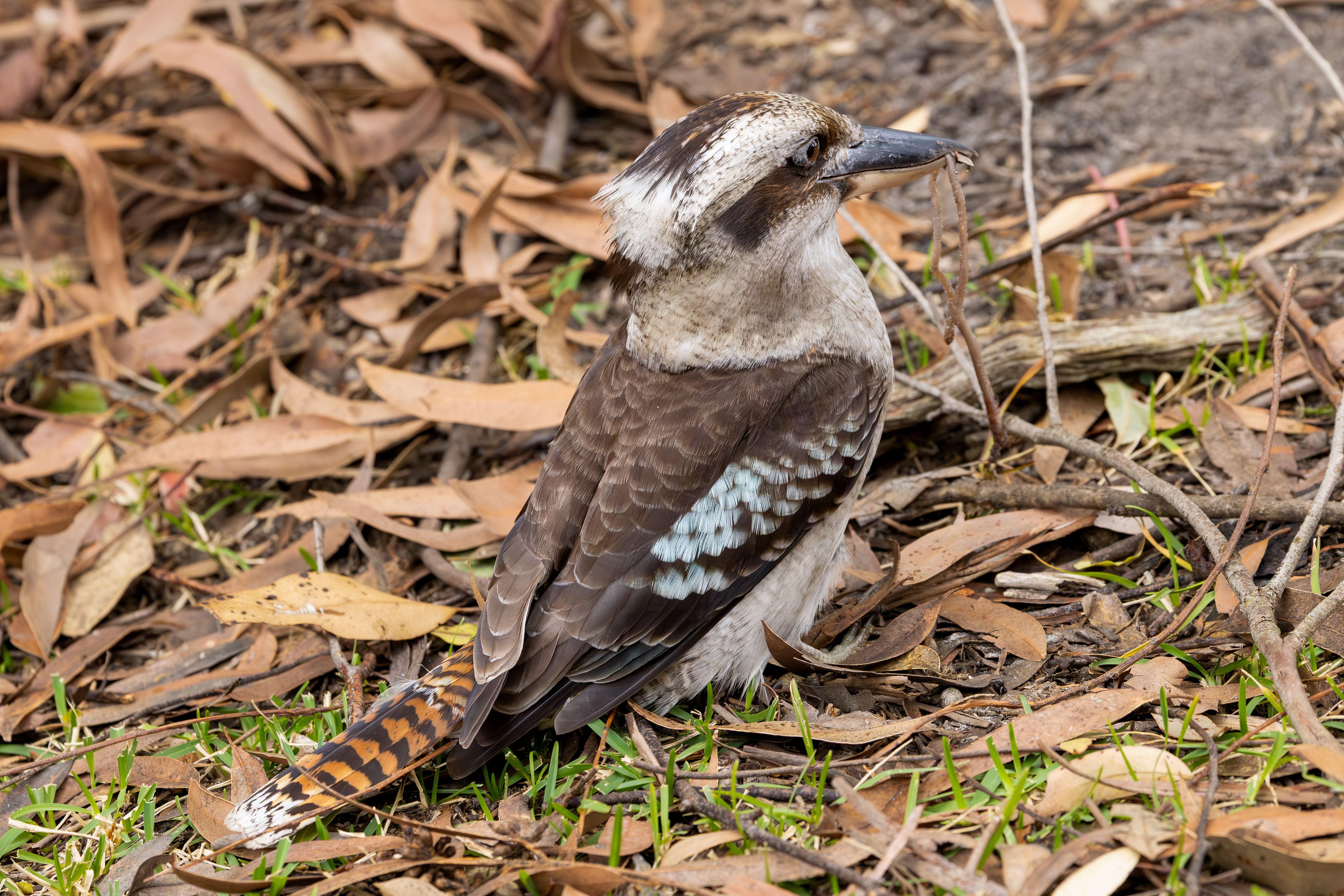 Kookaburra Bird Amongst Fallen Leaves in Jervis Bay · Free Stock Photo