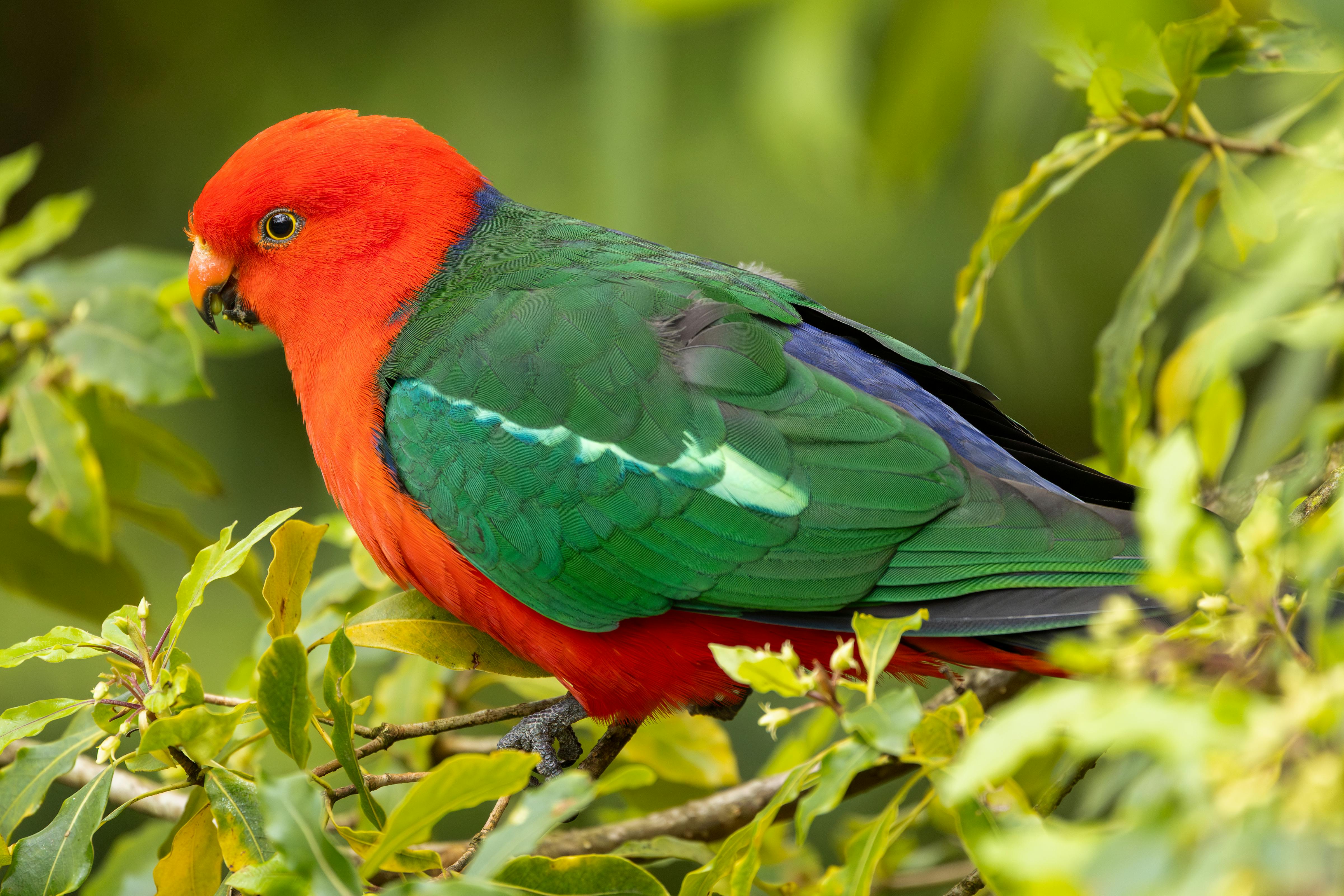 Close-up of fresh spinach leaves in autumn