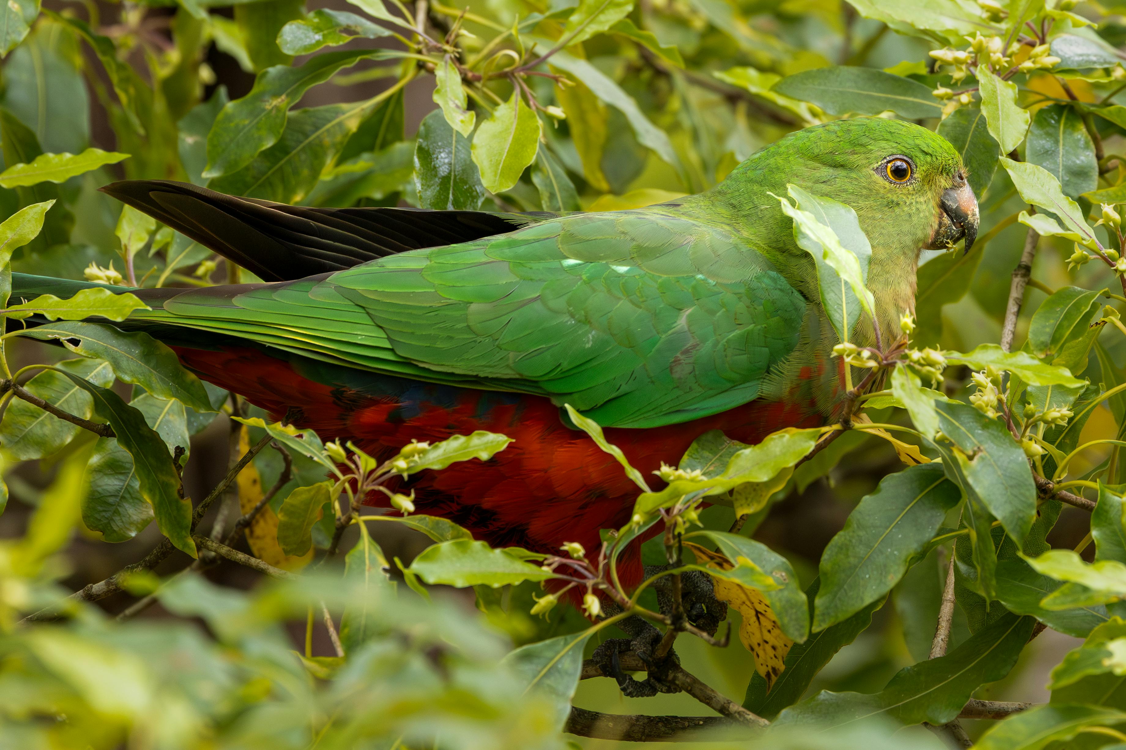 六福攜手韓國愛寶樂園 啟動國際犀牛外交保育計畫