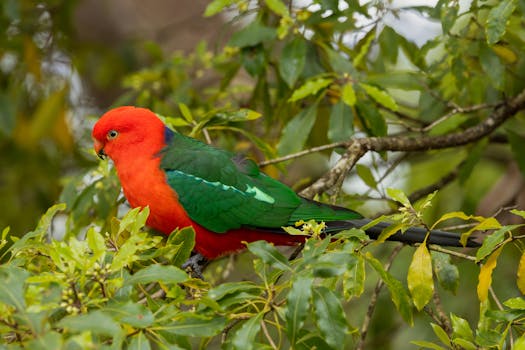 Colorful King Parrot perched among green foliage in Jervis Bay, Australia.