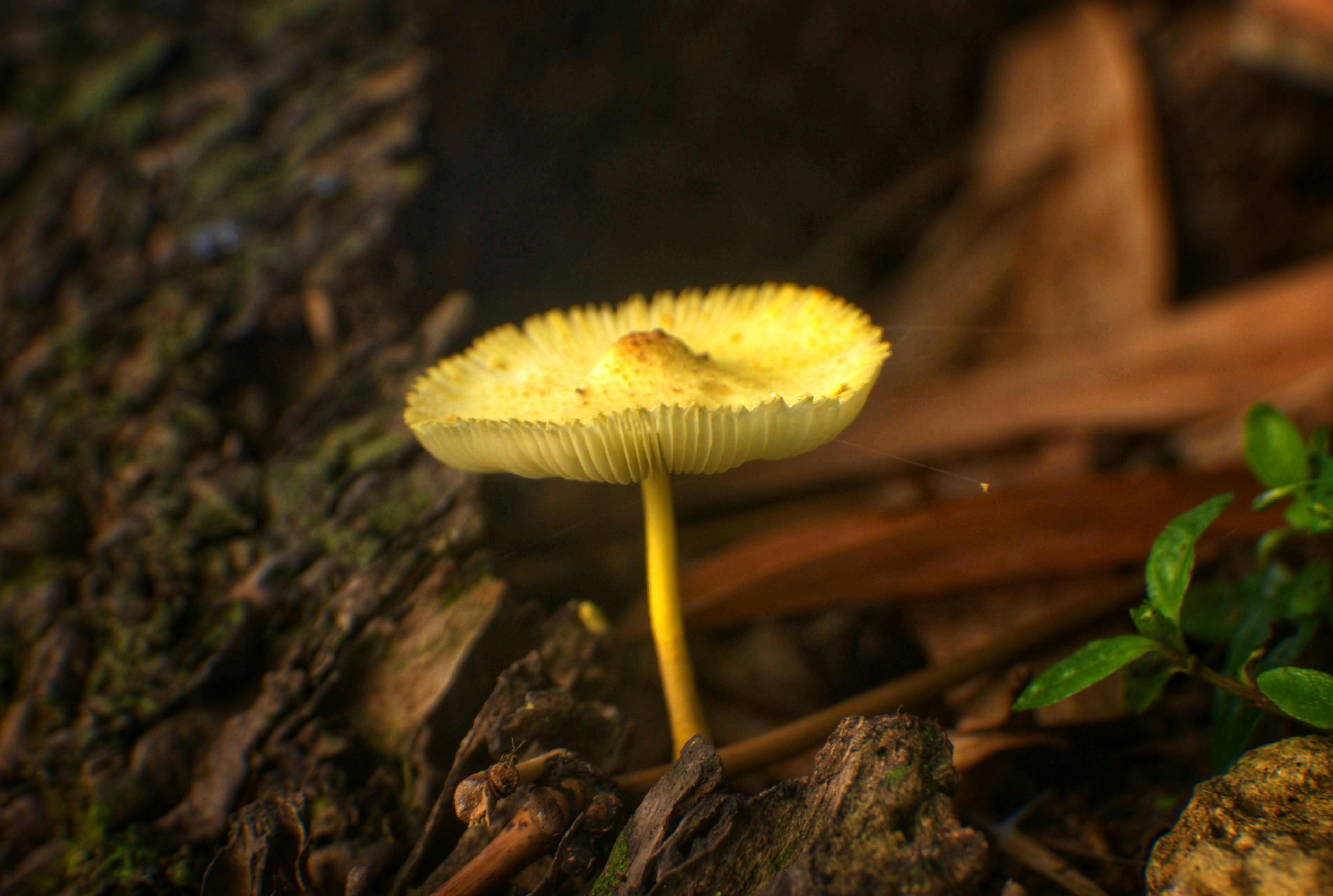 Close-up of a yellow mushroom in natural West Java forest setting.