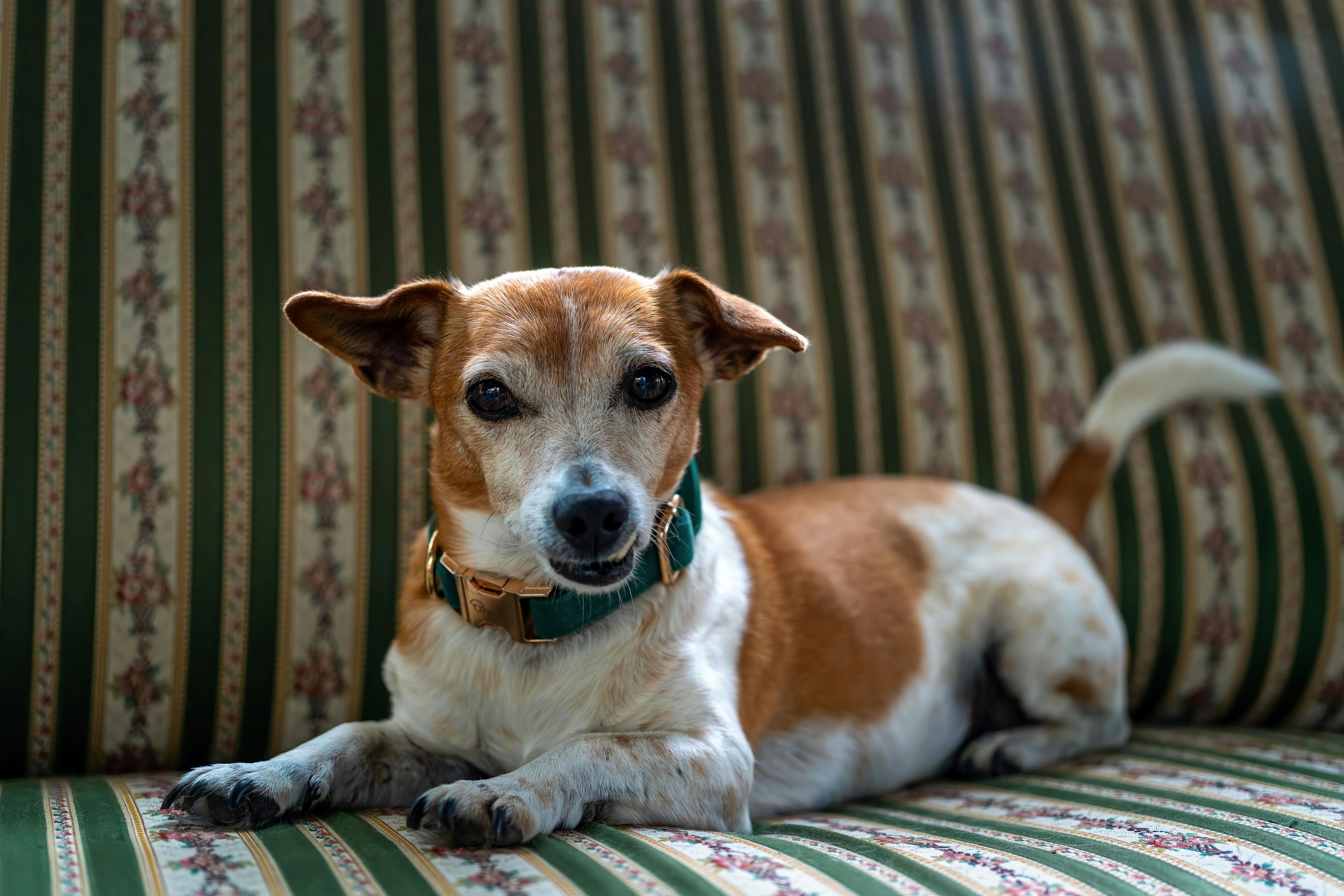 Smooth Fox Terrier: Nipper, το Σκυλί του Λογότυπου RCA Victor