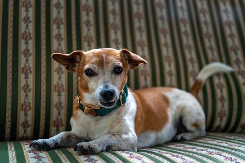 Free A cute Jack Russell Terrier dog resting on a striped sofa, looking at the camera. Stock Photo