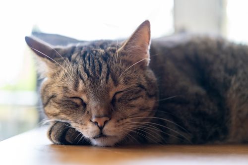 Free Close-up of a relaxed tabby cat sleeping peacefully on a sunny indoor surface. Stock Photo