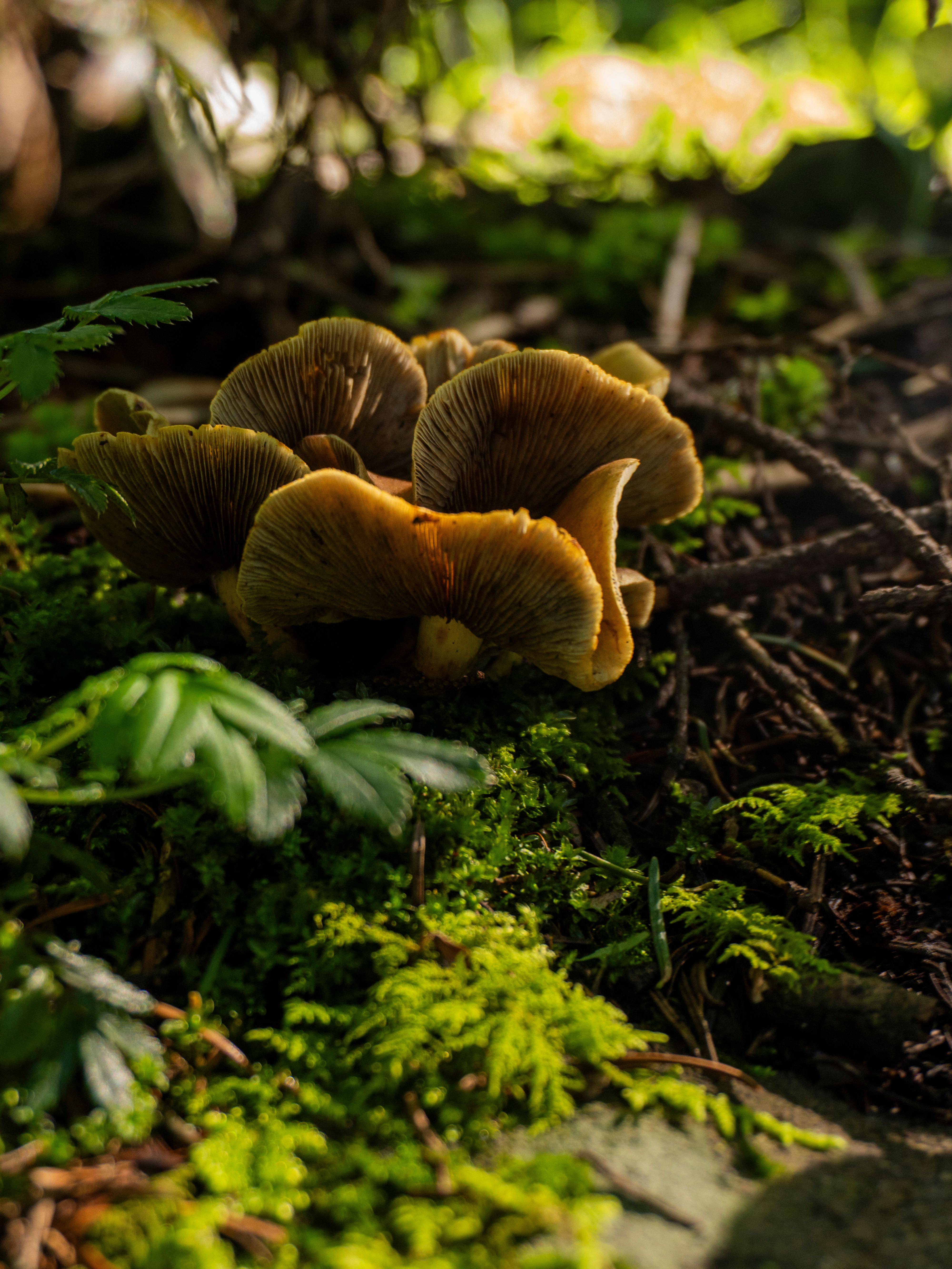 Mushrooms Growing on Mossy Forest Floor · Free Stock Photo