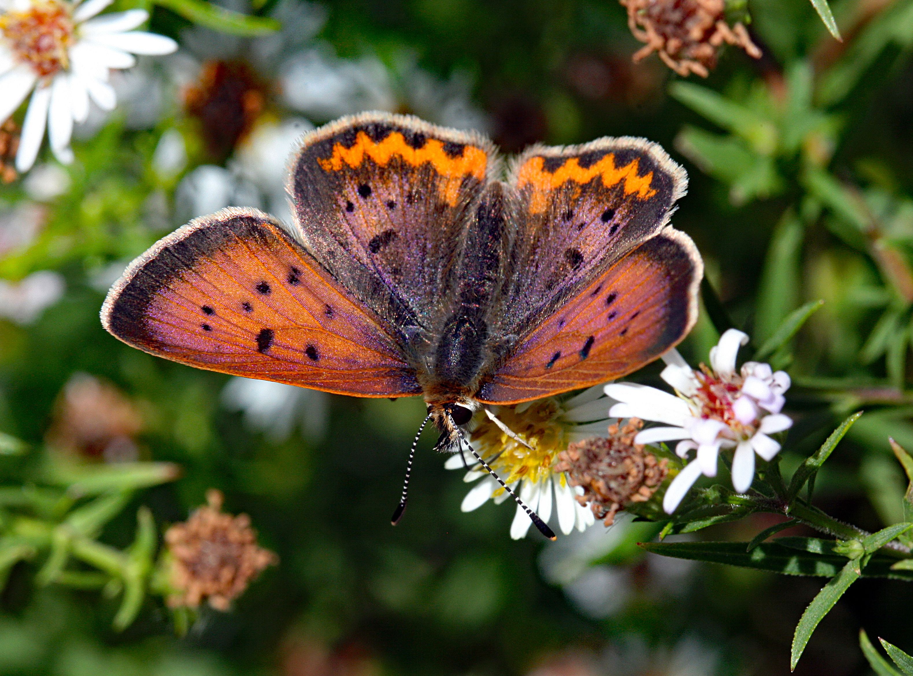 Butterfly No Background Photos, Download The BEST Free Butterfly No ...