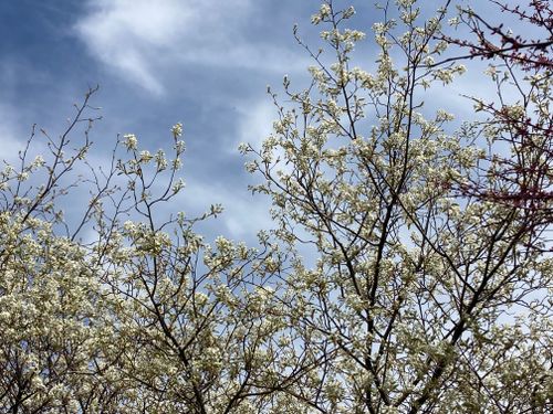Free stock photo of beautiful, nature, spring Stock Photo