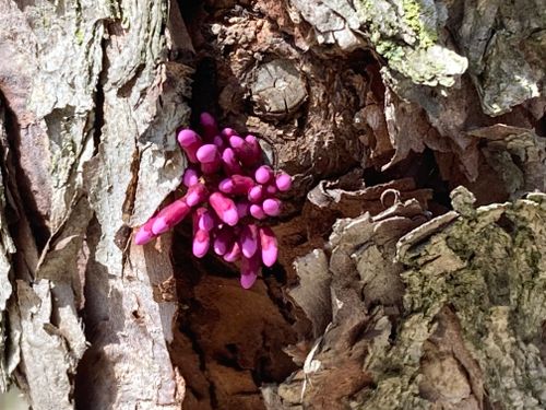 Free stock photo of beautiful, nature, spring Stock Photo