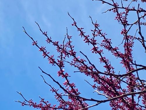 Free stock photo of beautiful, nature, spring Stock Photo