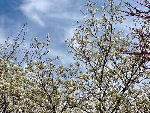 Free stock photo of beautiful, nature, spring Stock Photo