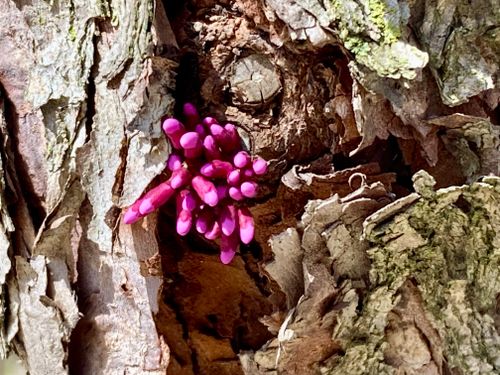 Free stock photo of beautiful, nature, spring Stock Photo