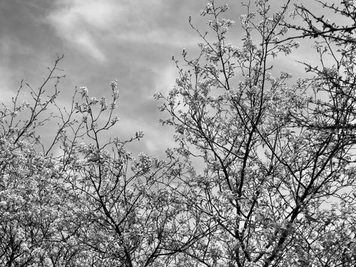 Free stock photo of beautiful, nature, spring Stock Photo