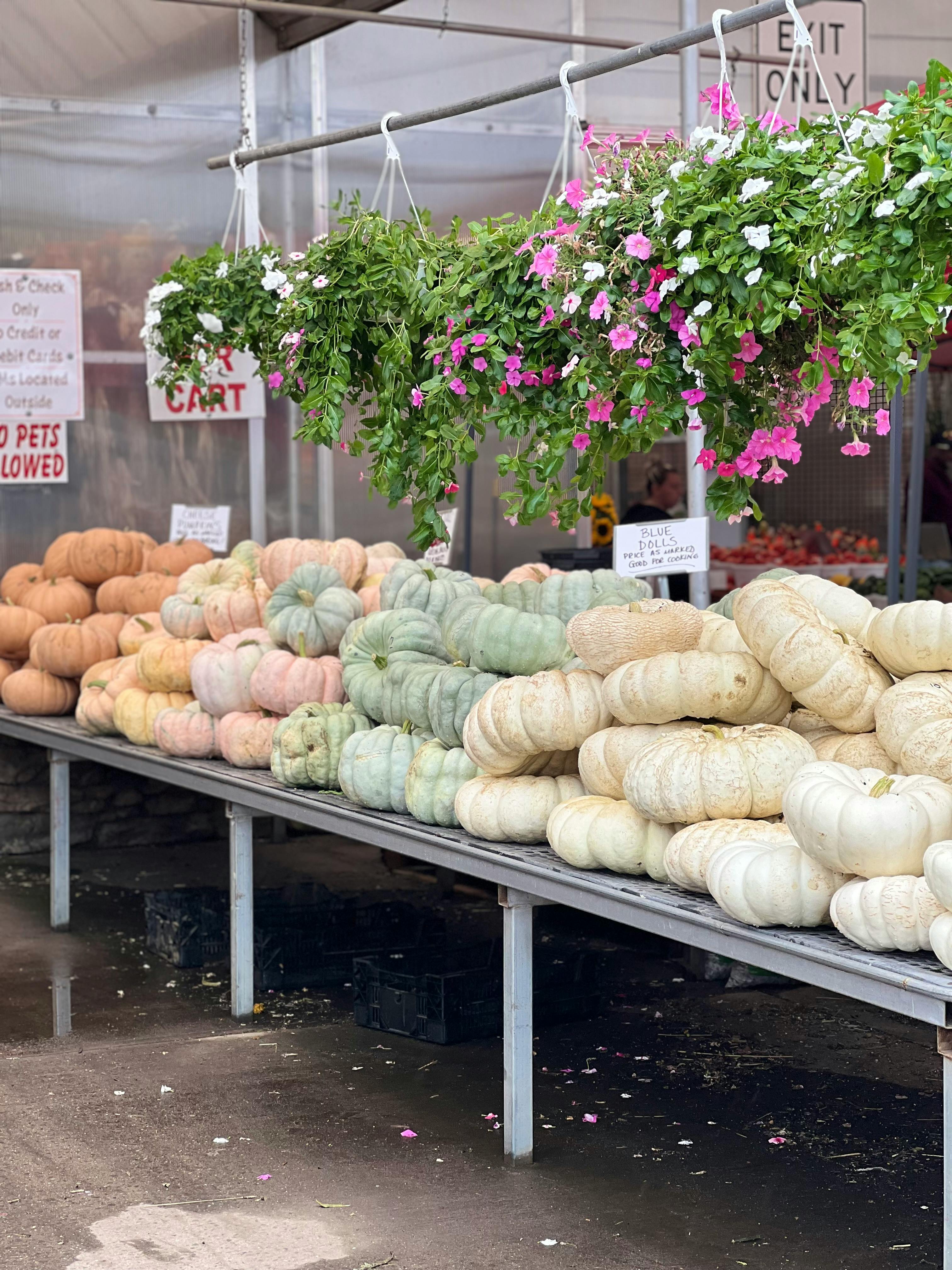 Diverse pumpkins arranged under hanging flowers at a local market.
