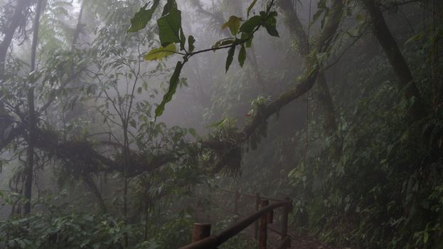 monteverde cloud forest