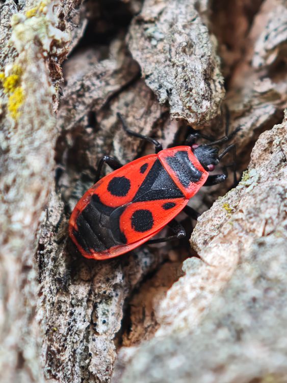 Firebug Pattern Stunning Firebug Macro on Tree Bark · Free Stock Photo