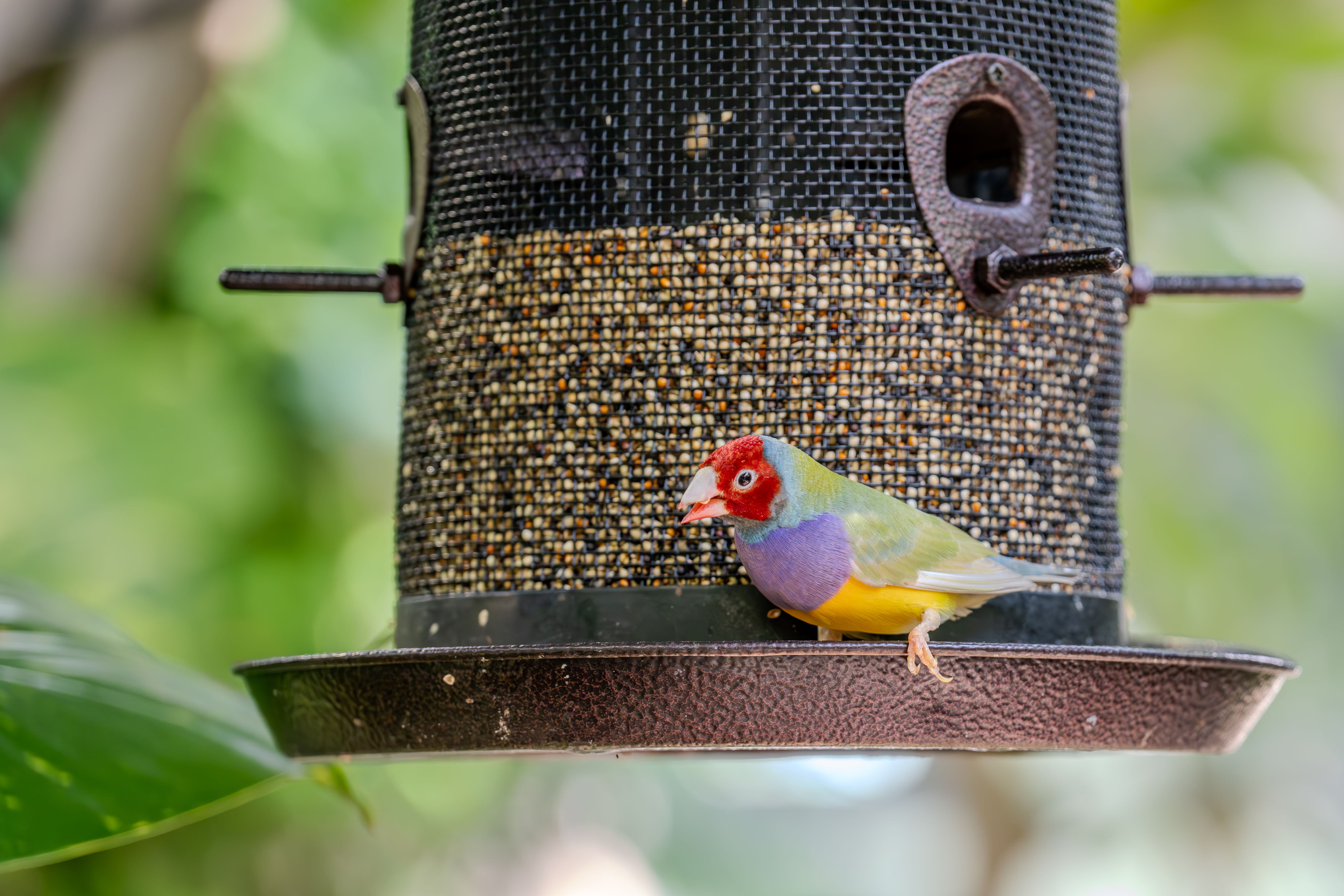 Gouldian Finch on Bird Feeder Outdoors · Free Stock Photo
