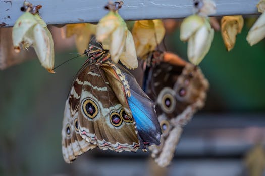 Detailed image of a Blue Morpho butterfly emerging from its chrysalis.