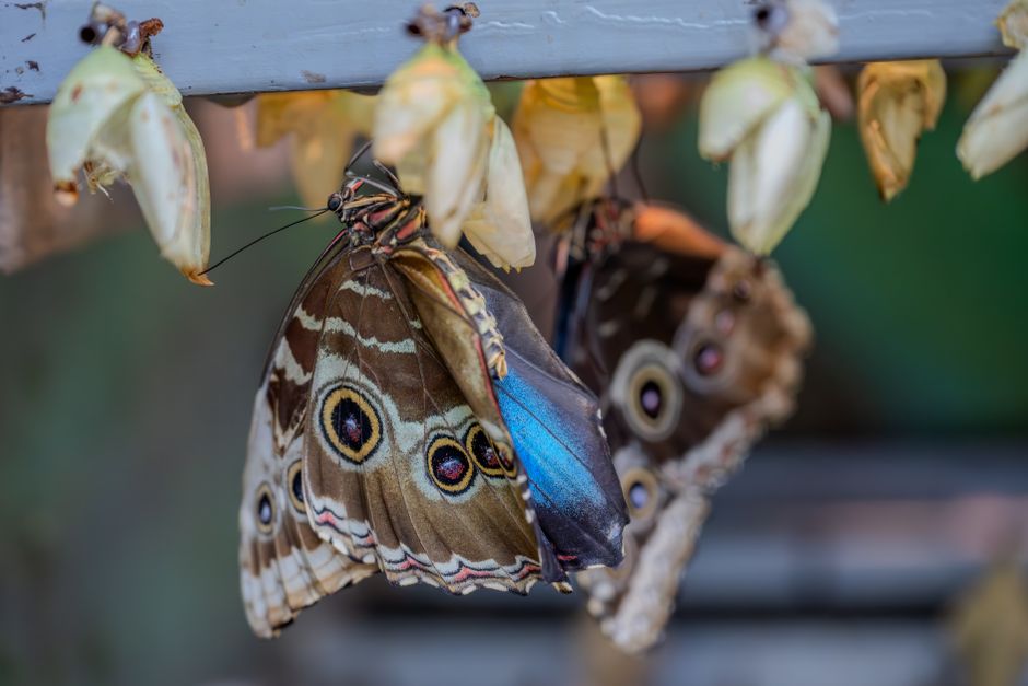 half|butterfly metamorphosis