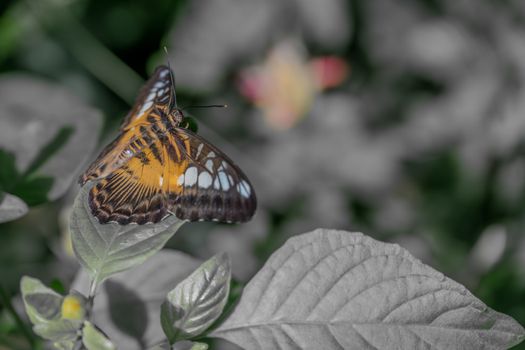 Close-up of a colorful butterfly perched on a leaf in a grayscale background highlighting its beauty.