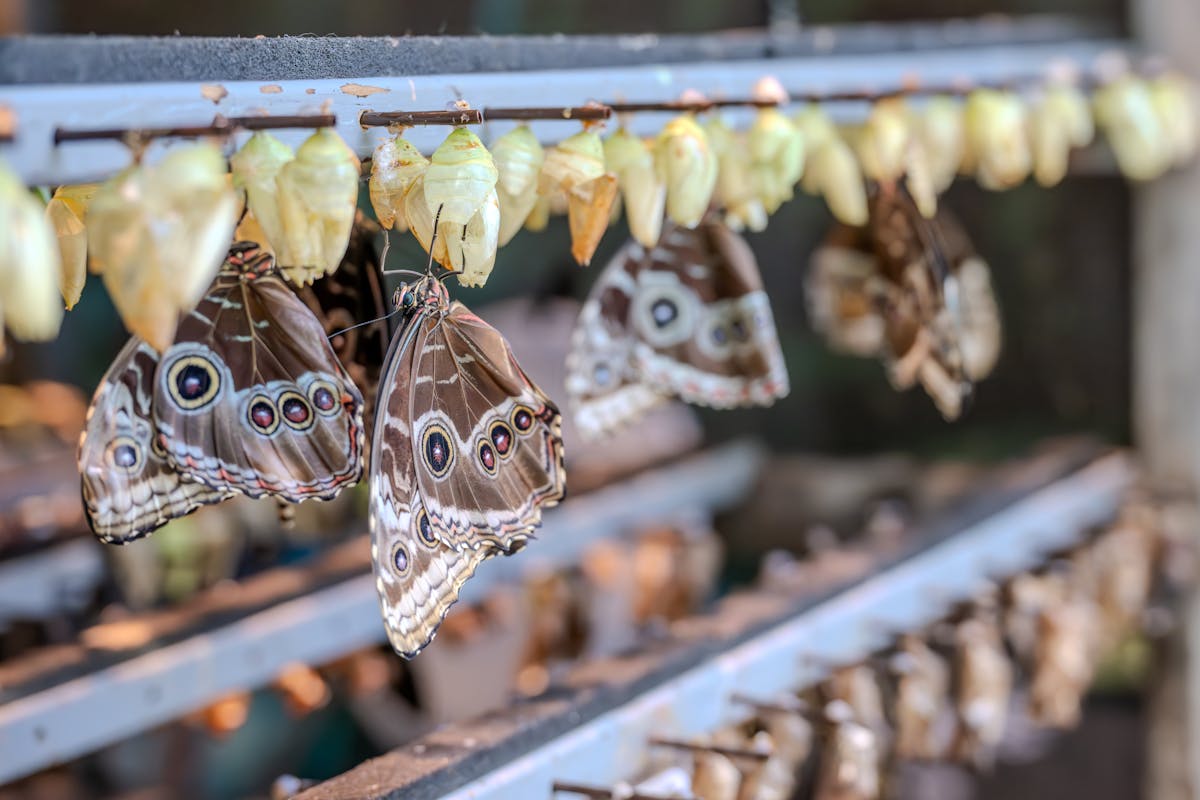 Before-and-After Photos for Dental Marketing: Compliance and Conversion