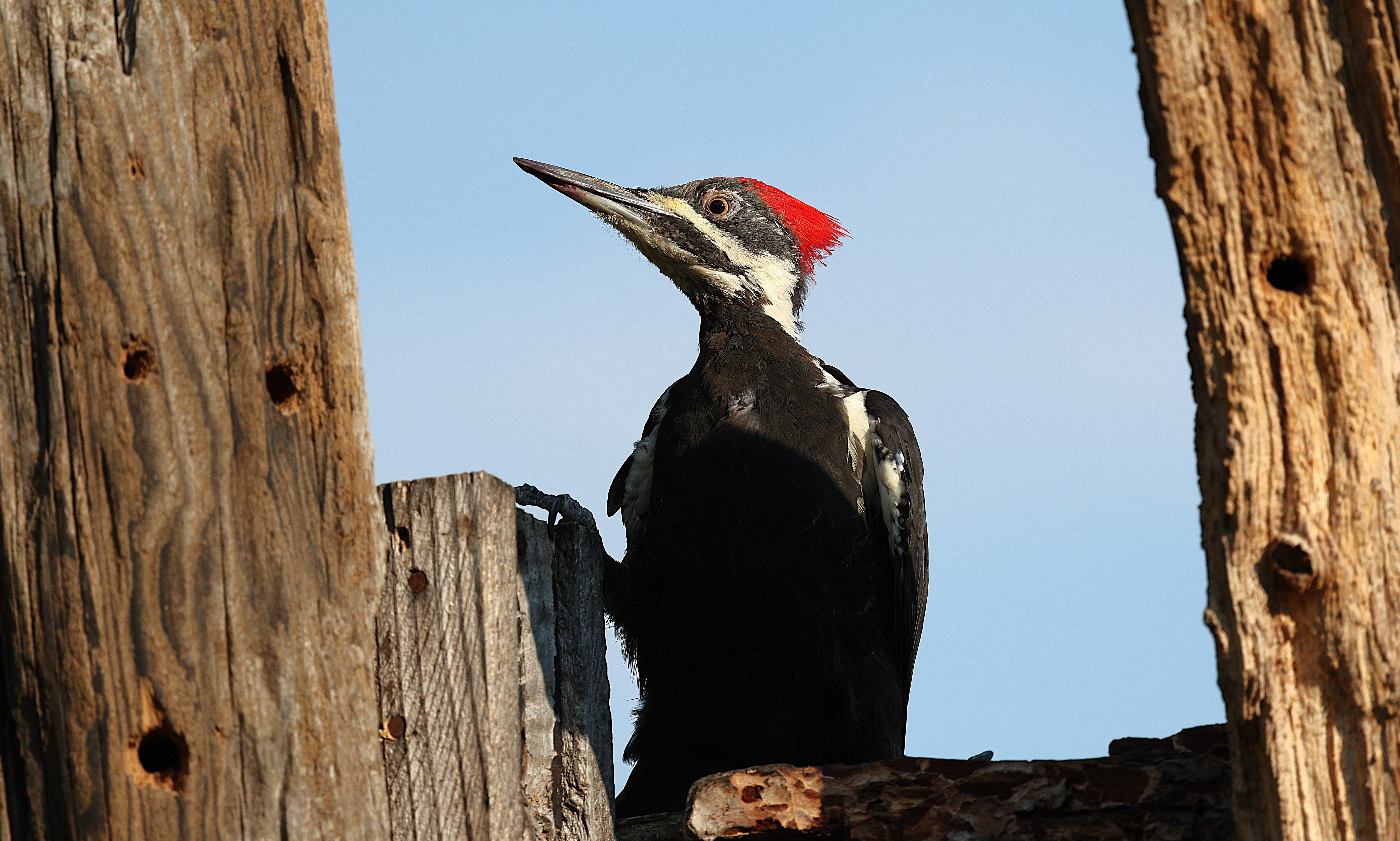 Pivert : Guide observation et habitat