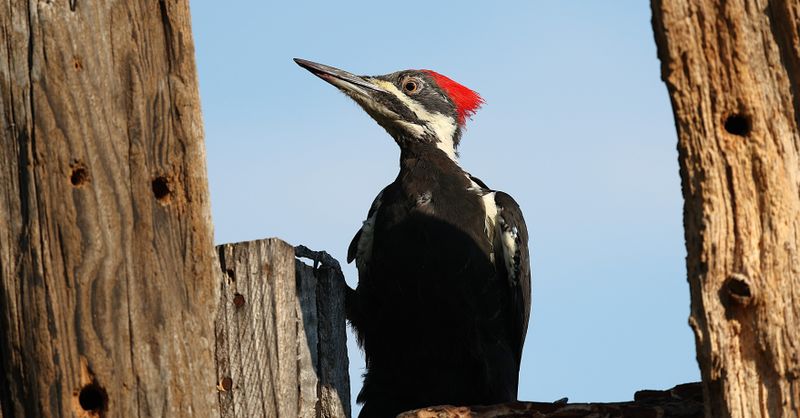 Pivert : Guide observation et habitat