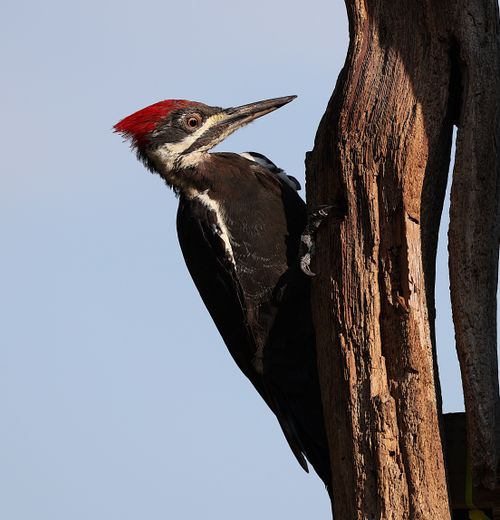 Free A pileated woodpecker clings to a tree branch outdoors showcasing its vibrant red crest. Stock Photo