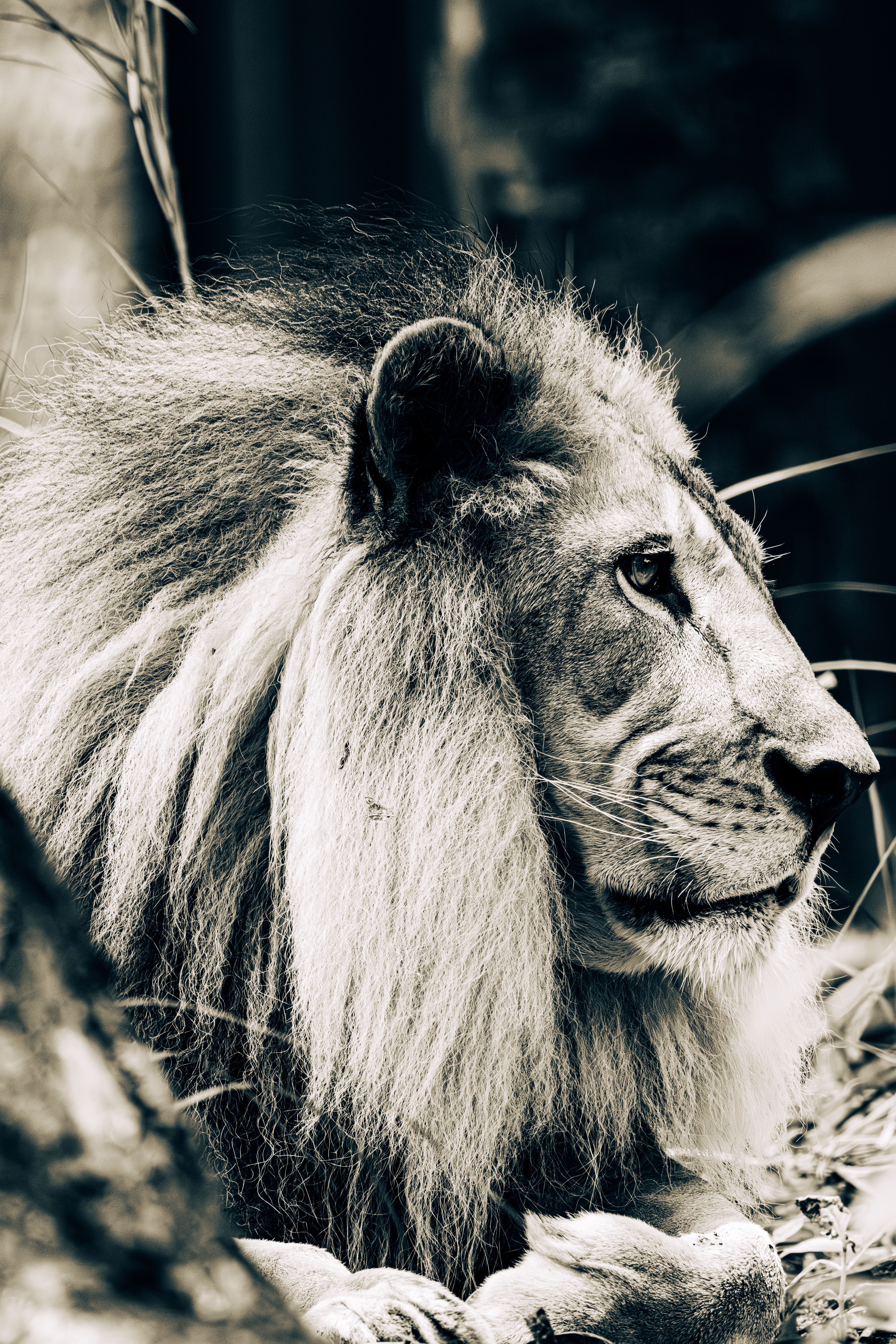 Stunning black and white portrait of a majestic African lion in the wild.