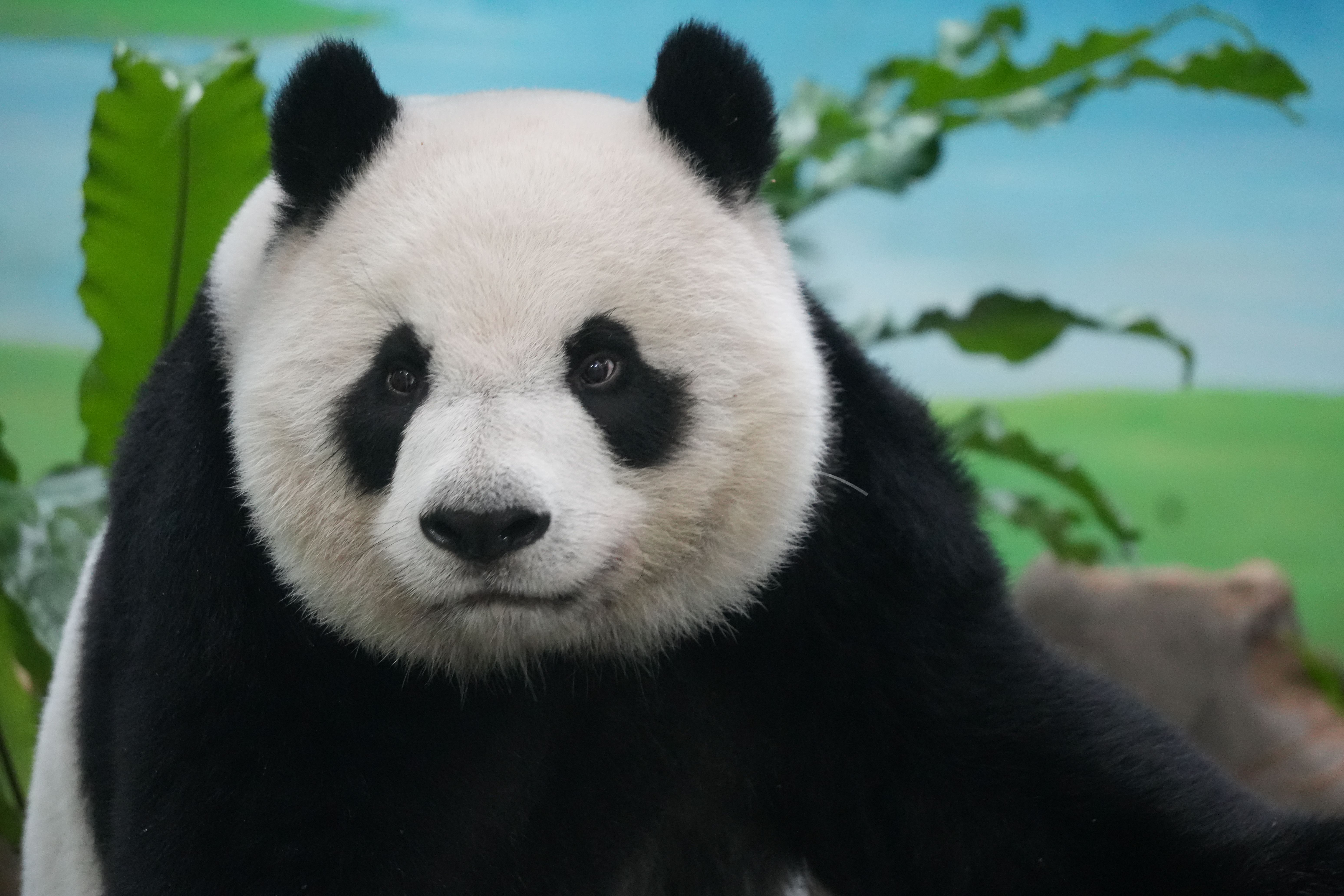 close-up-of-a-giant-panda-in-a-lush-habitat-free-stock-photo