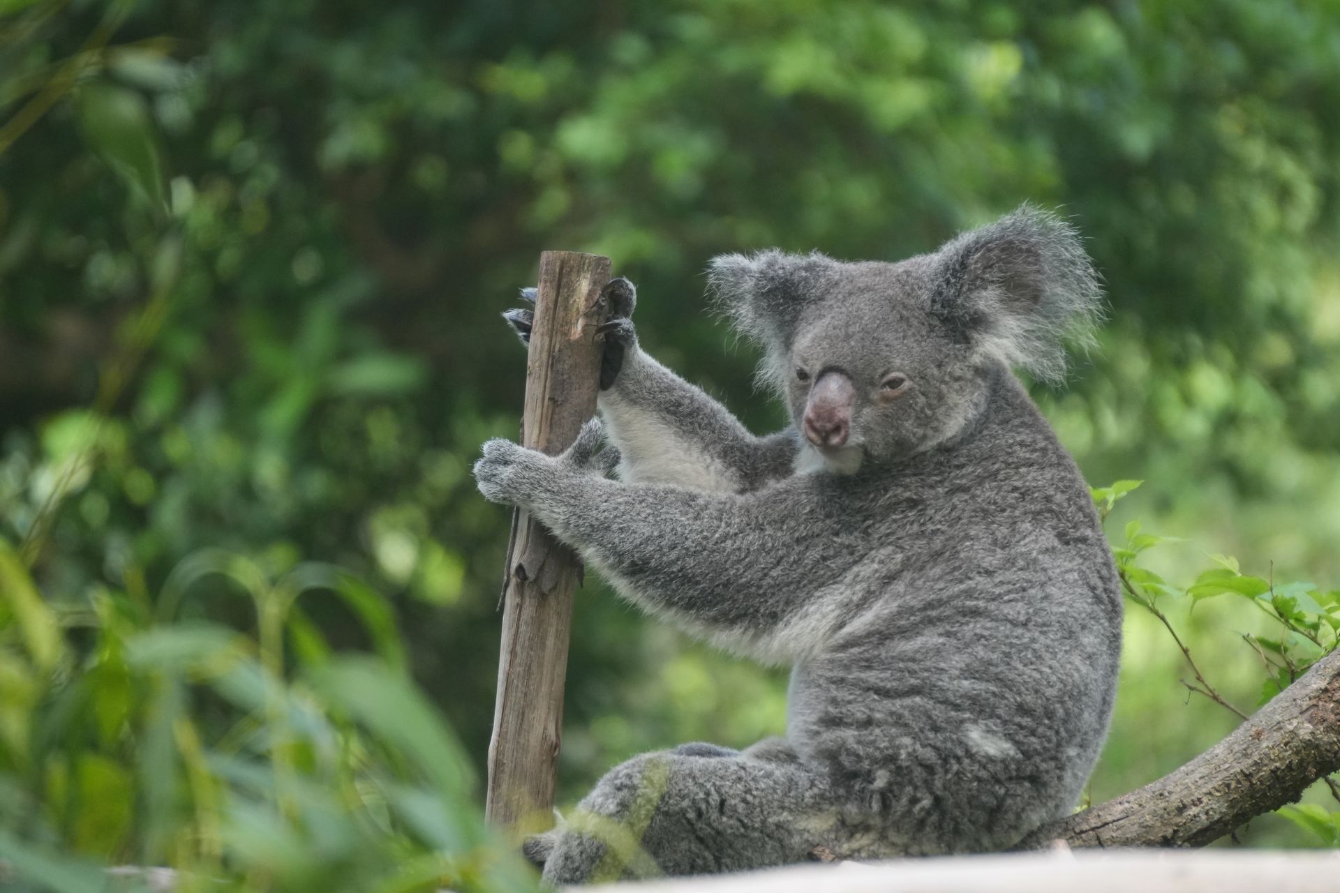 Adorable koala clinging to a tree in a lush, green forest setting.