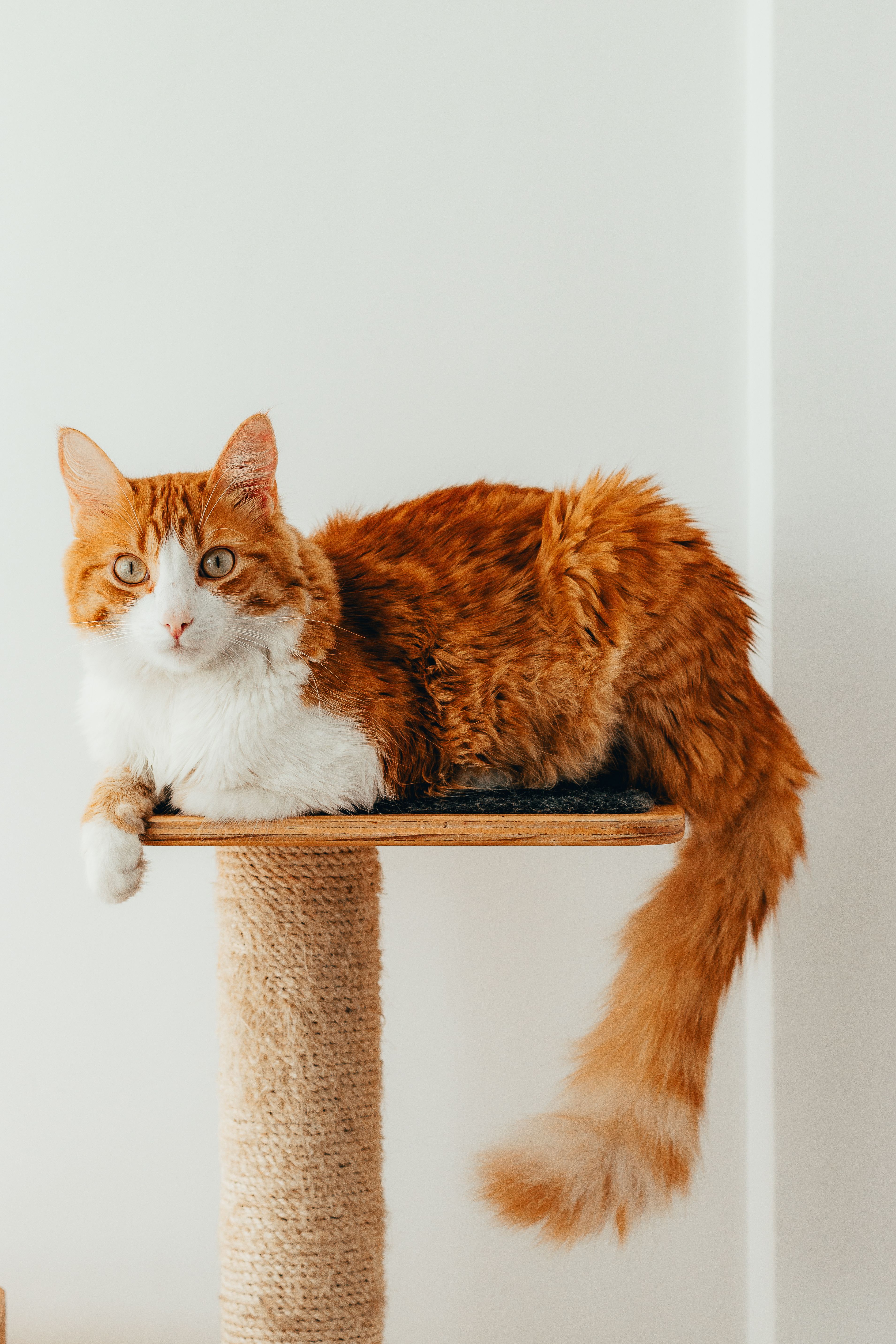 A fluffy ginger cat relaxing on a scratching post indoors, showcasing its elegant fur.