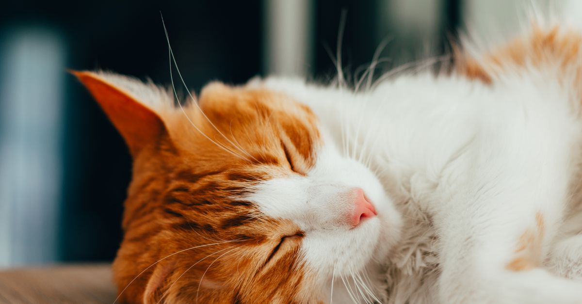 室内一只正在睡觉的姜猫的特写镜头 · 免费素材图片