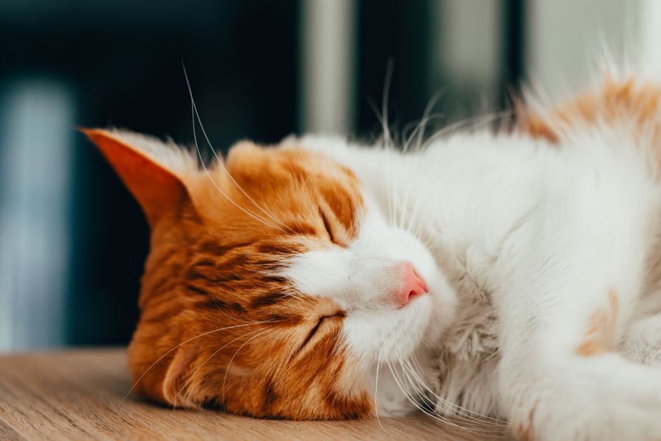Peaceful ginger tabby cat sleeping indoors, showcasing its soft fur and relaxed posture.
