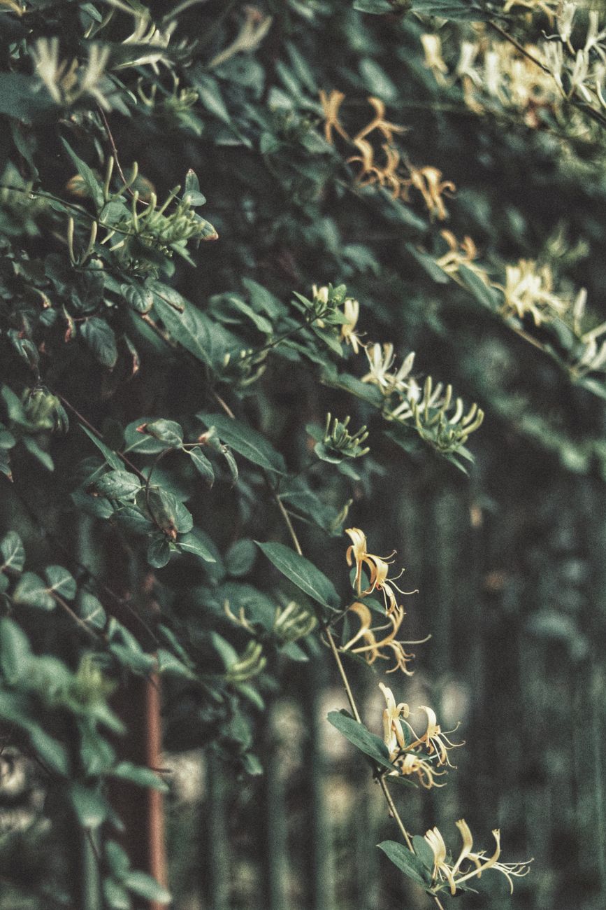 Mastering the Art of Taming Overgrown Honeysuckle Vines: Strategic Pruning for Controlled Size, Continuous Blooms, and Healthy Structure in Small Gardens