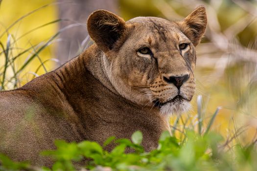 Close-up of a lioness resting among greenery in a serene natural setting.