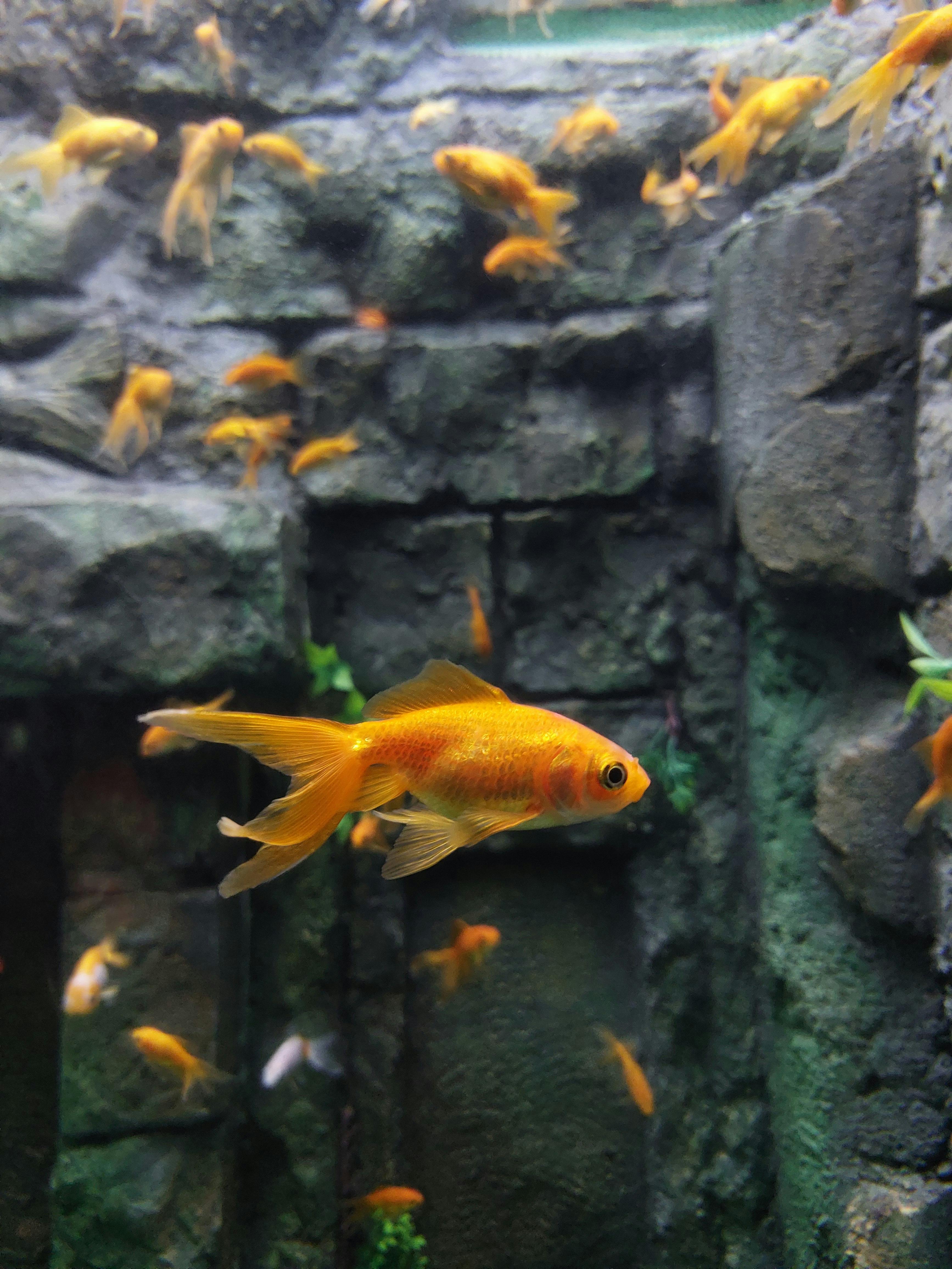 A lively group of goldfish swimming in a rocky aquarium setting, showcasing aquatic beauty.