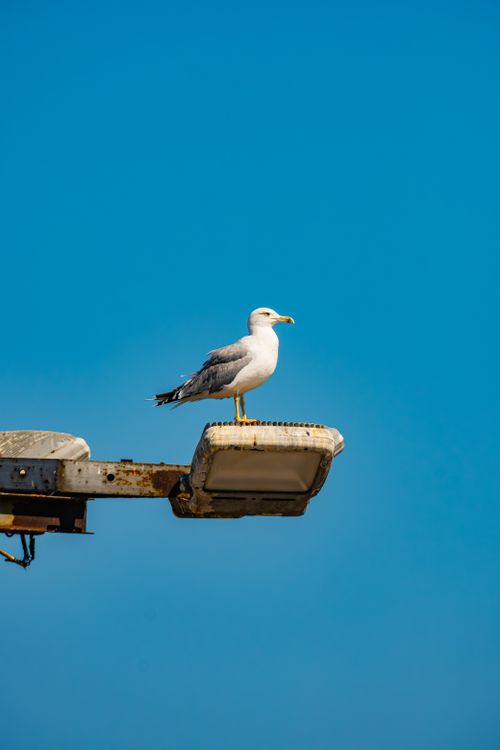 Free A seagull stands on a streetlight with a bright blue sky background, captured in Yalova, Türkiye. Stock Photo