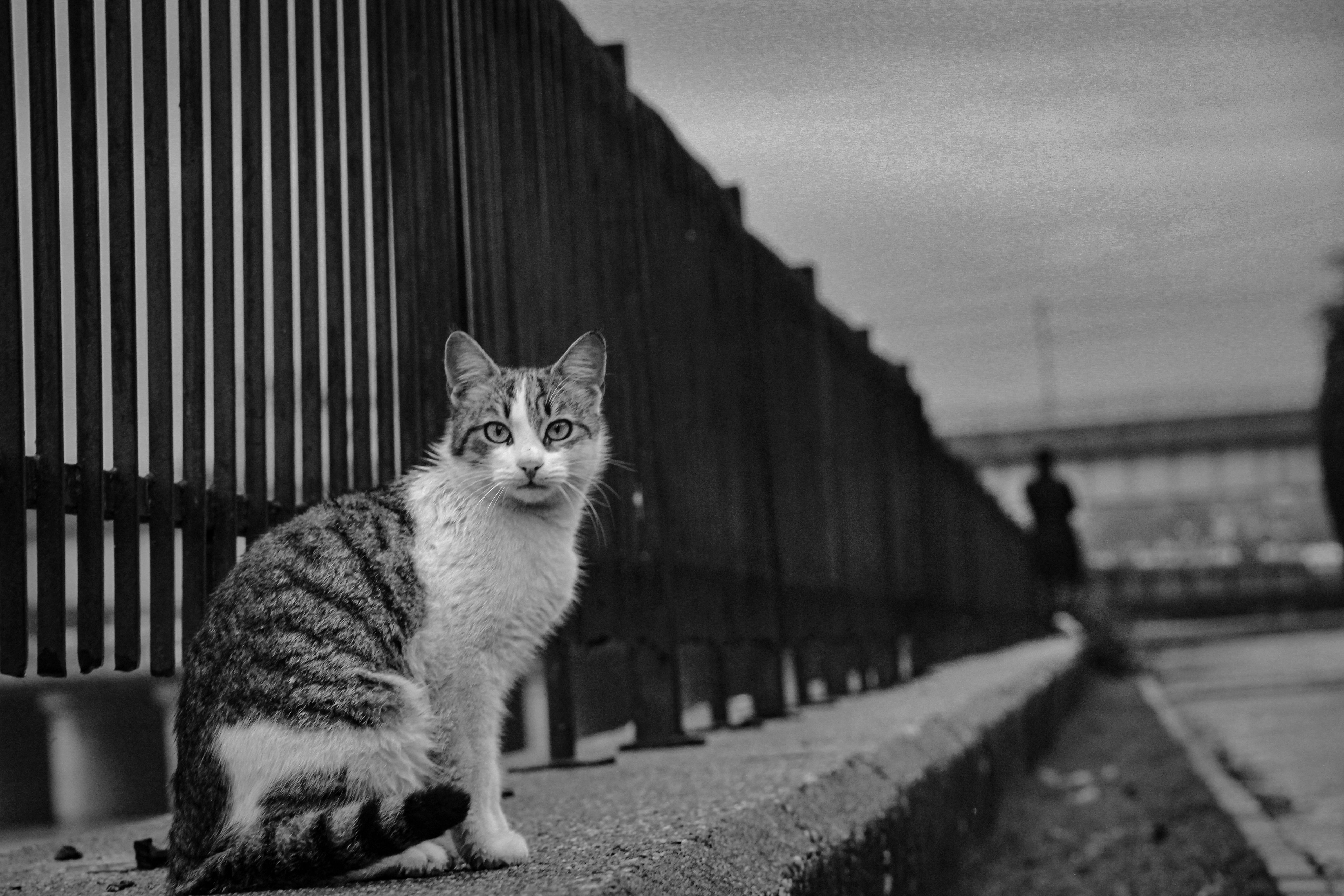 Black and White Urban Cat on Sidewalk · Free Stock Photo