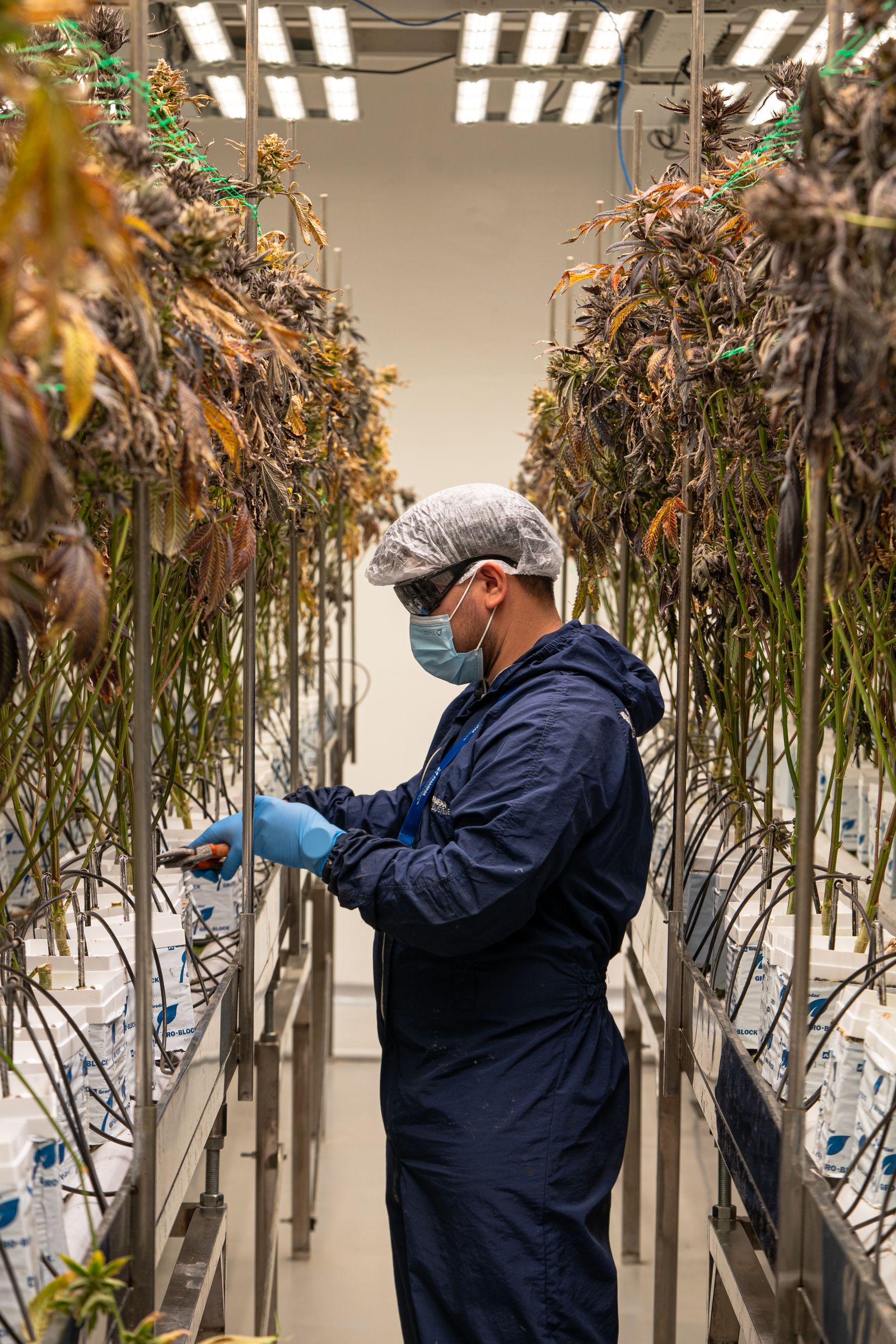 Indoor cannabis cultivation technician inspecting plants