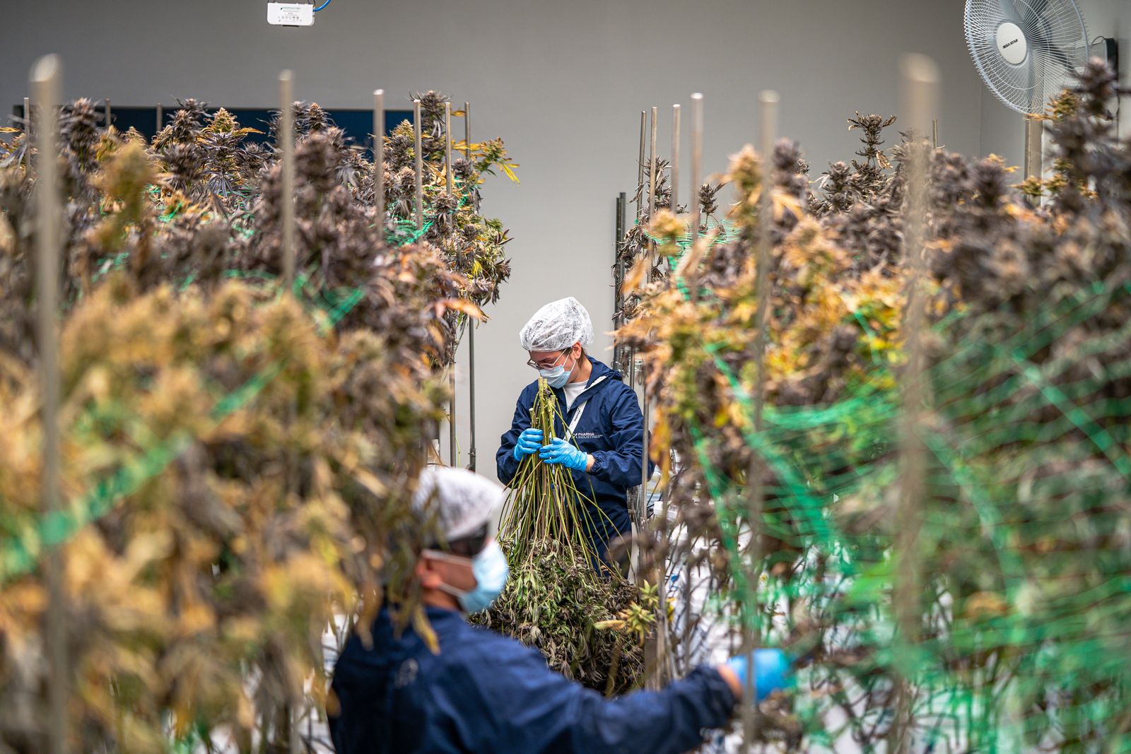 Do Indoor or Outdoor Growers Have More Fun in Canada?