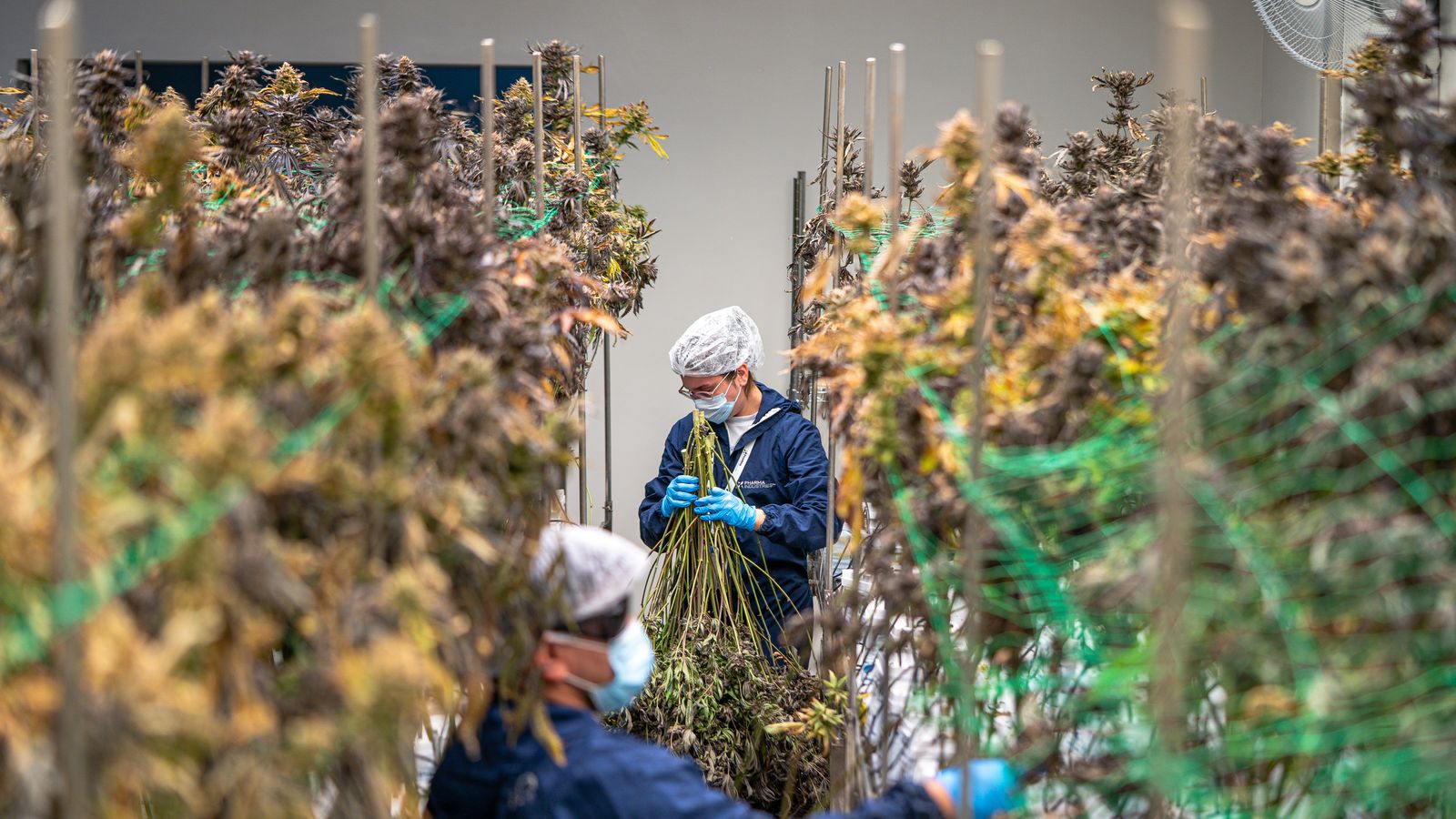 Hand trimming cannabis flower at a craft cultivation operation