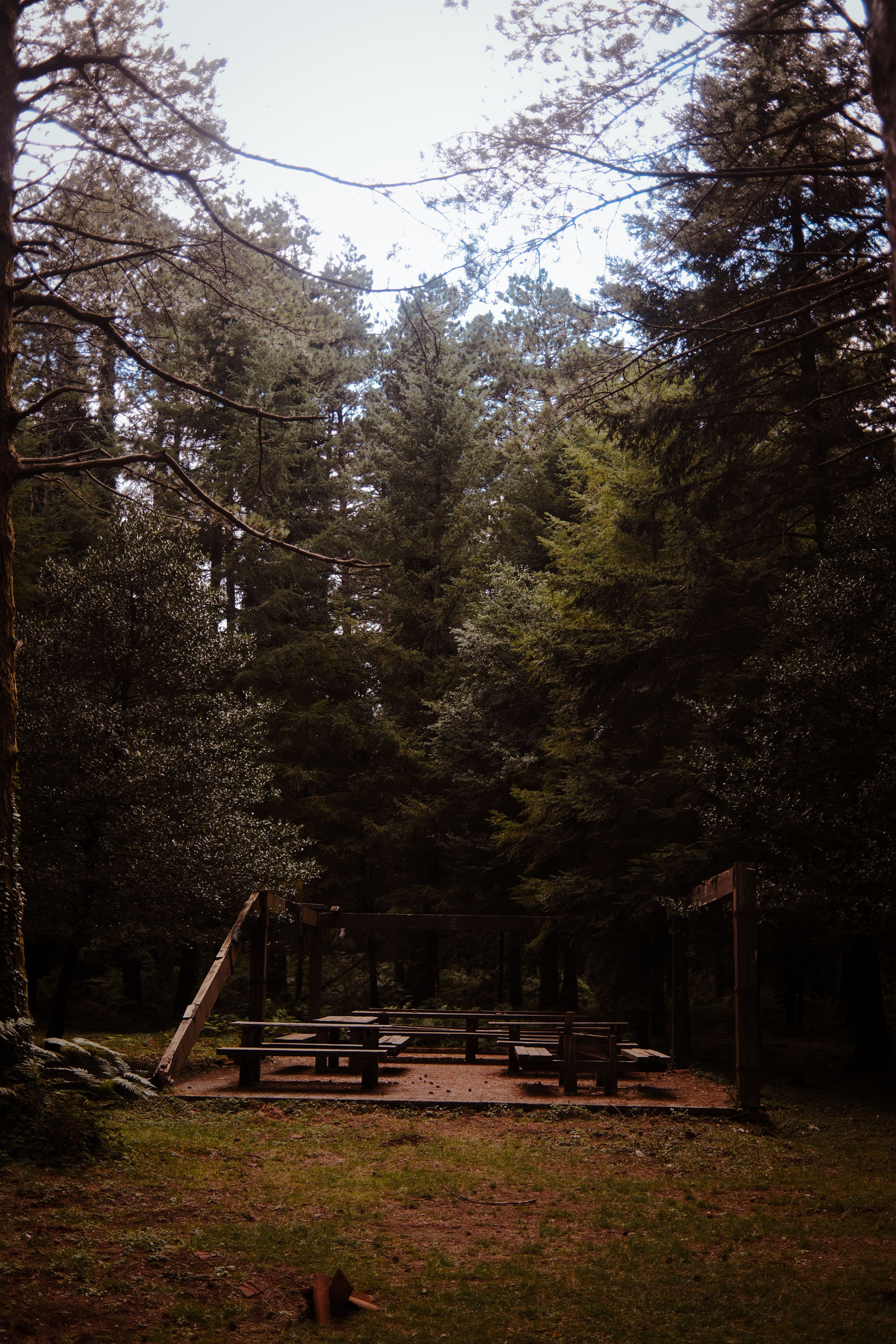Serene Picnic Area in a Dense Forest Grove · Free Stock Photo