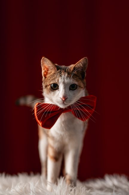 Adorable cat wearing a red bow tie on a soft white rug against a dark background.