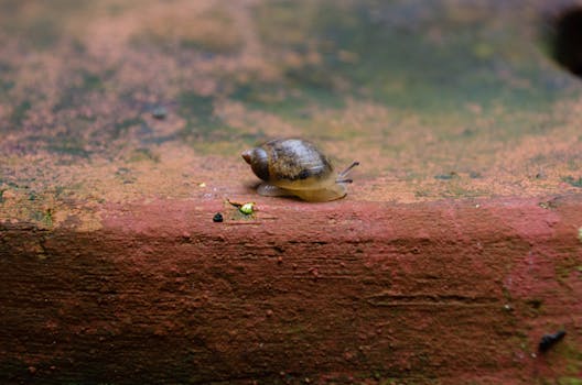 A garden snail crawling on a weathered surface in Tepic, Nayarit, Mexico.