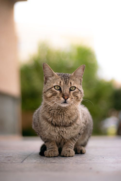 Free Detailed portrait of a grey tabby cat sitting outdoors with blurred background. Stock Photo